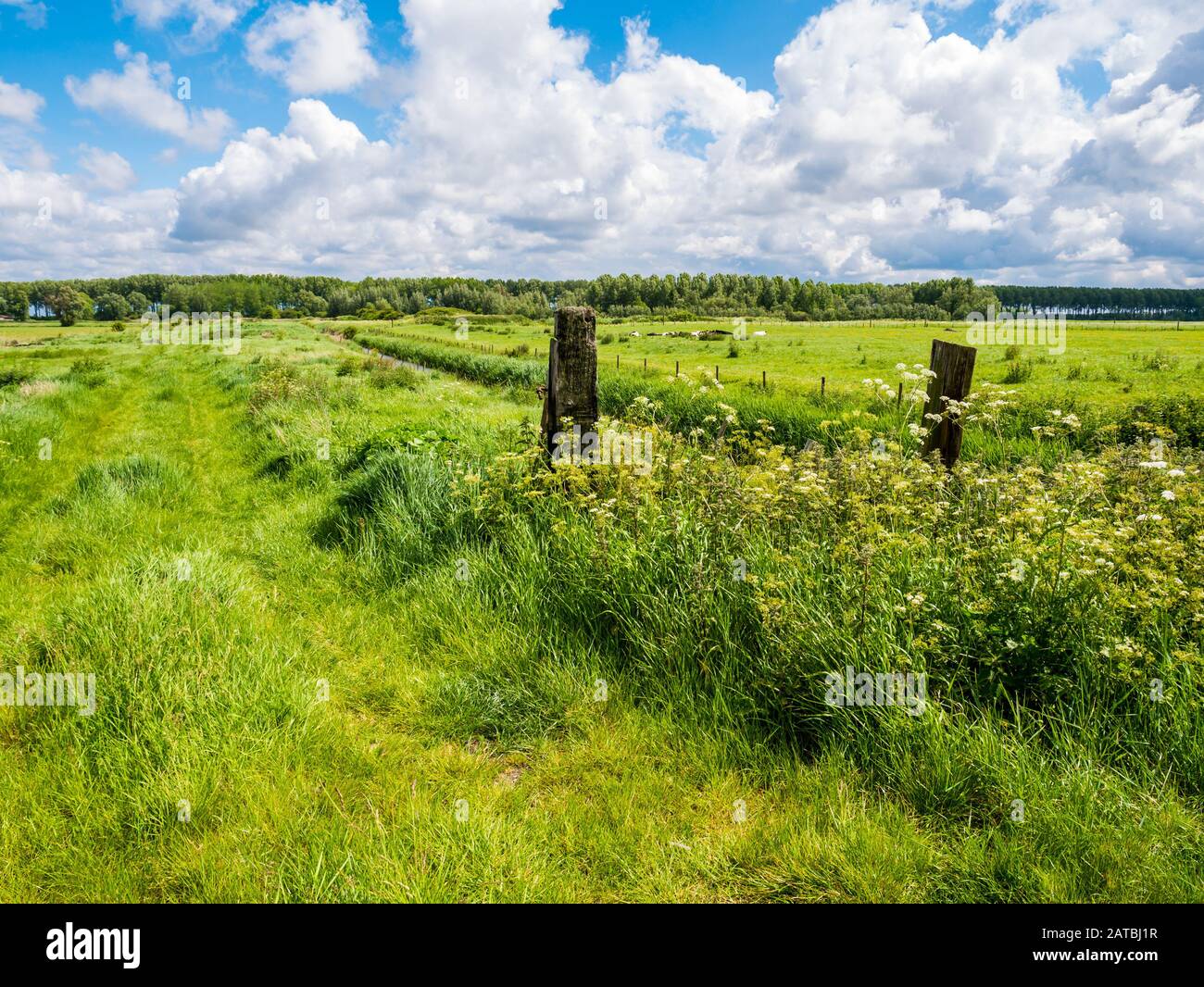 Landscape with green meadows in polder near Damme in West Flanders, Belgium Stock Photo