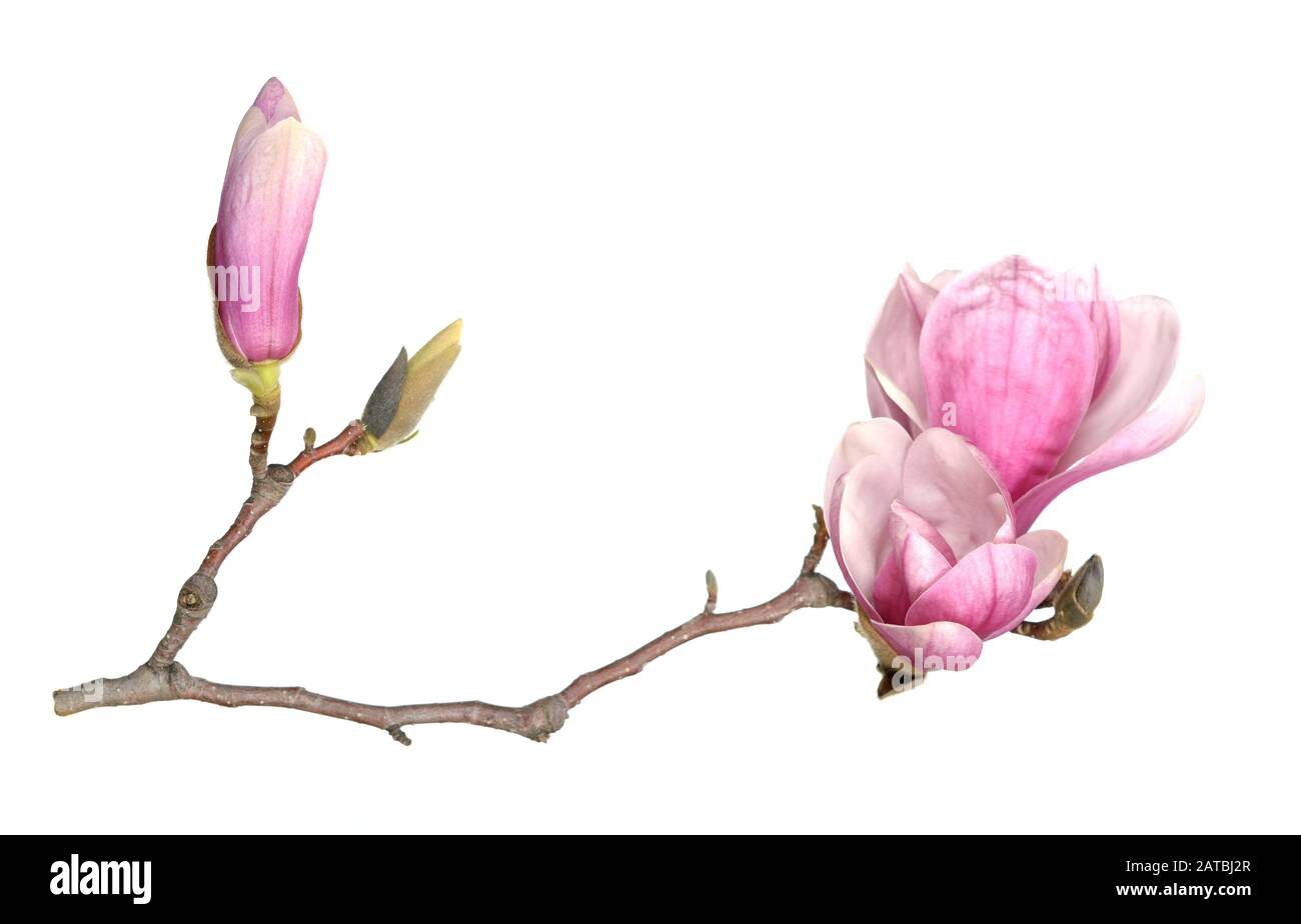 pink magnolia flower isolated on white background Stock Photo - Alamy