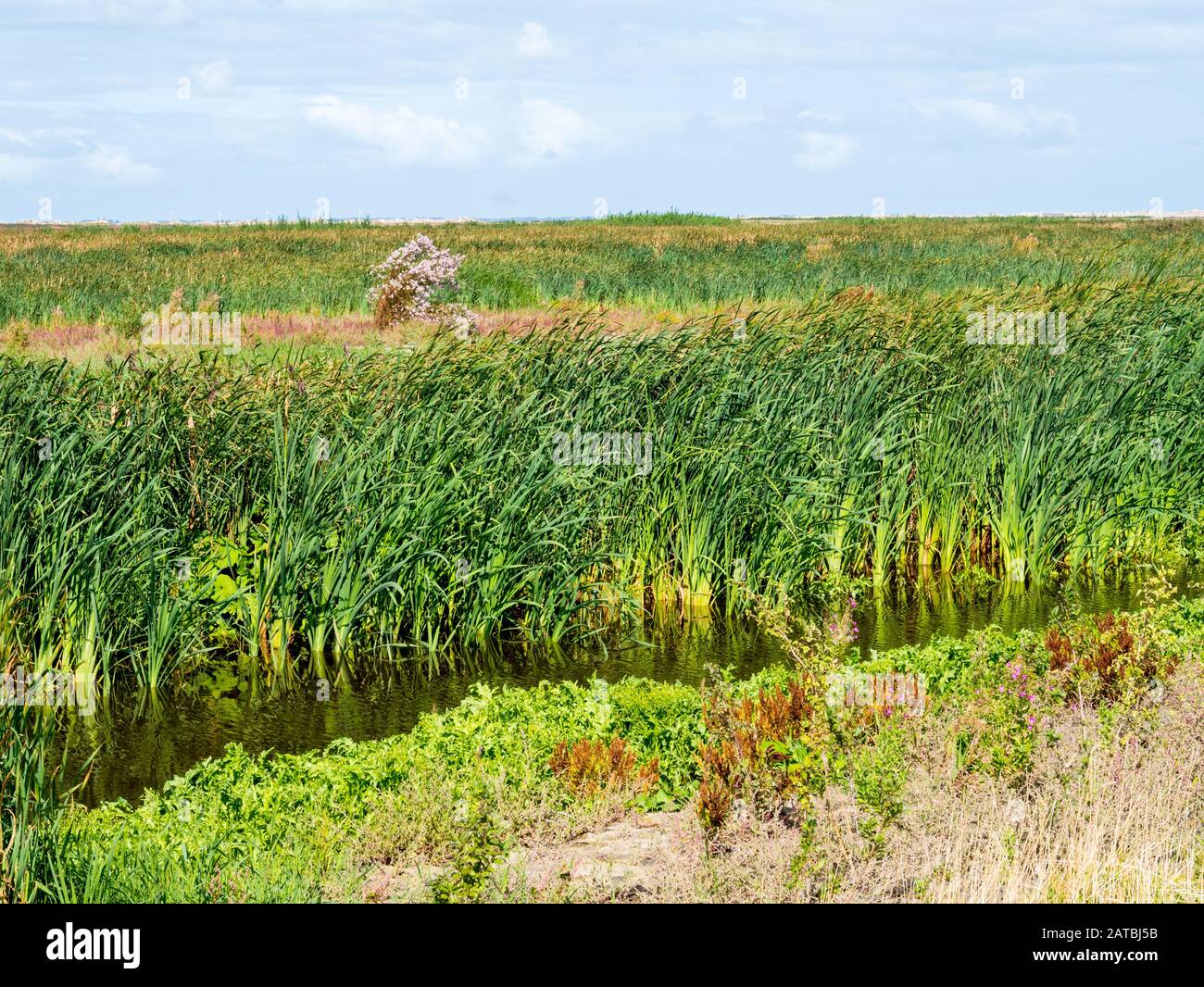Marshland with wild growing reed and fleawort plants on manmade nature reserve islands Marker Wadden, Netherlands Stock Photo