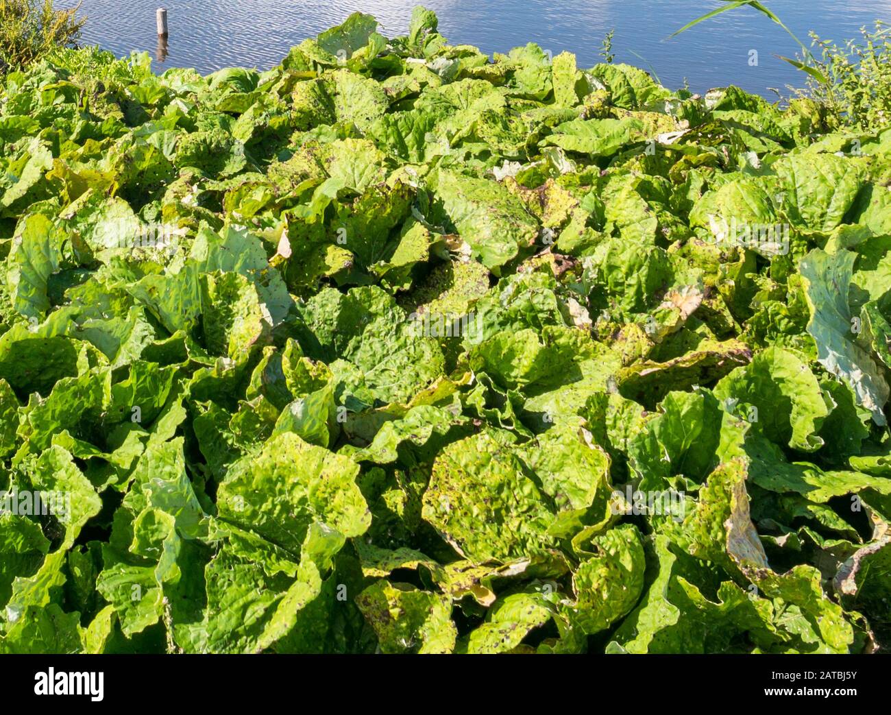 Butterbur, Petasites hybridus, plants growing on marshland of Marker Wadden, Netherlands Stock Photo
