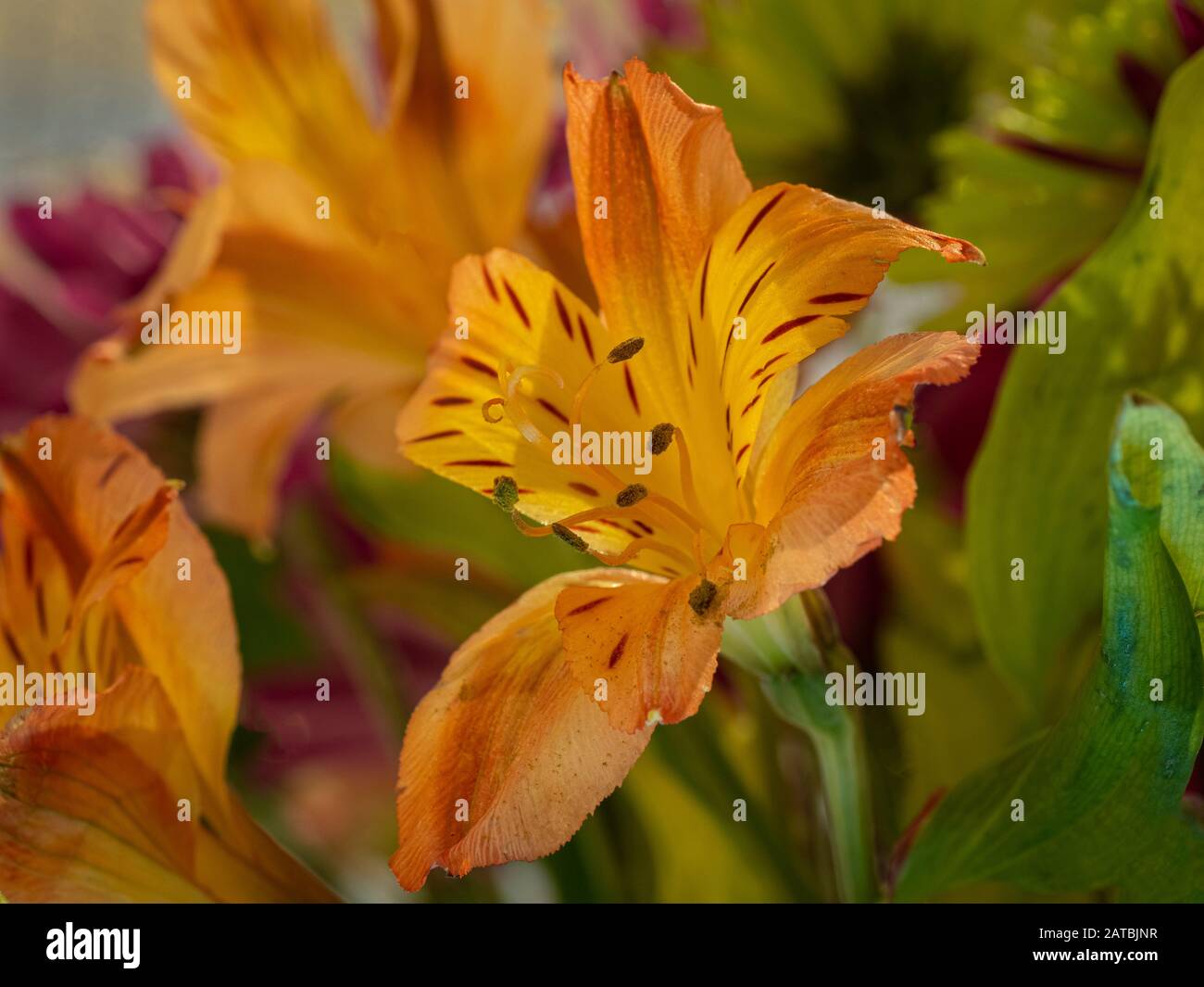 Close up of Alstroemerias commonly known as  Peruvian lily or lily of the Incas, Stock Photo