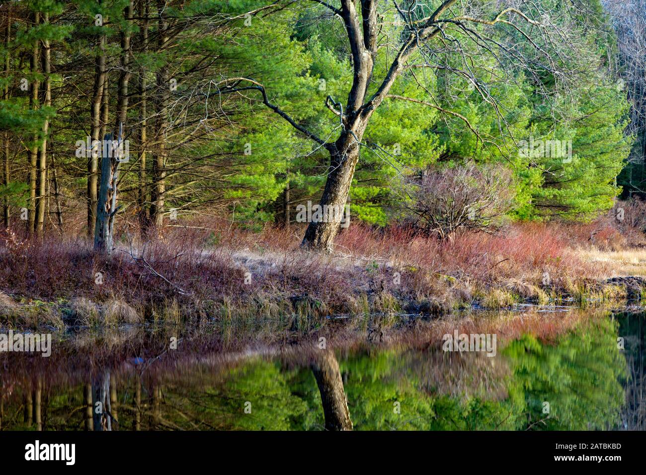 East Branch Wallenpaupack Creek at Promised Land State Park