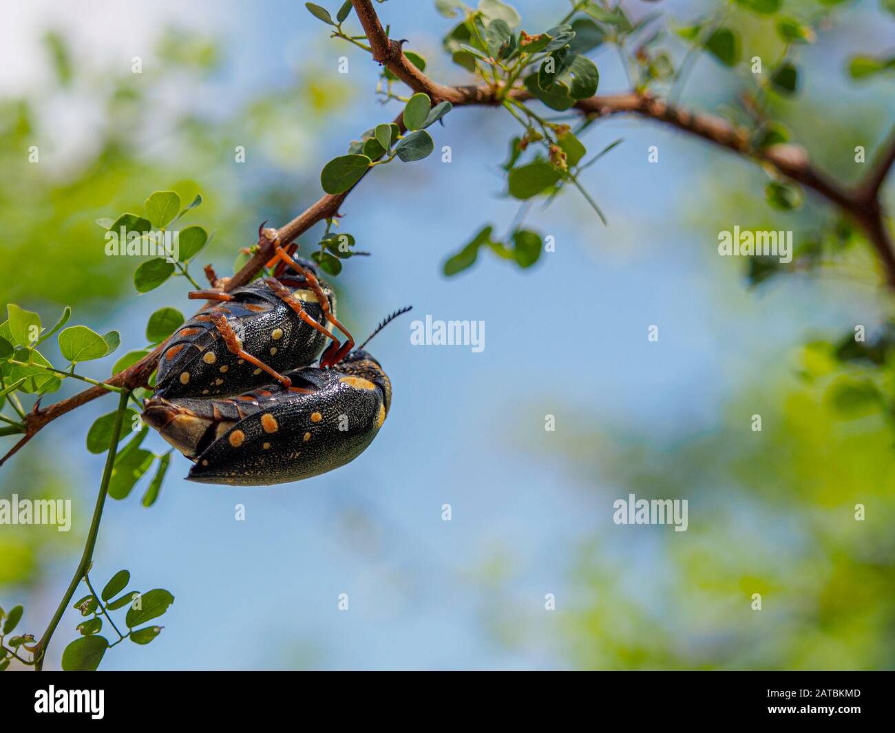 Two African Wood Boring Bullet Beetles Mating on a Branch in Tanzania in Tarangire National Park Stock Photo