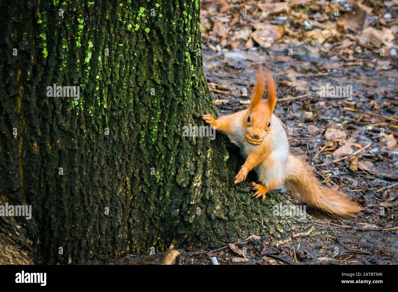 A squirrel with a nut in his mouth is near the tree. Rodent in the wild  Stock Photo - Alamy