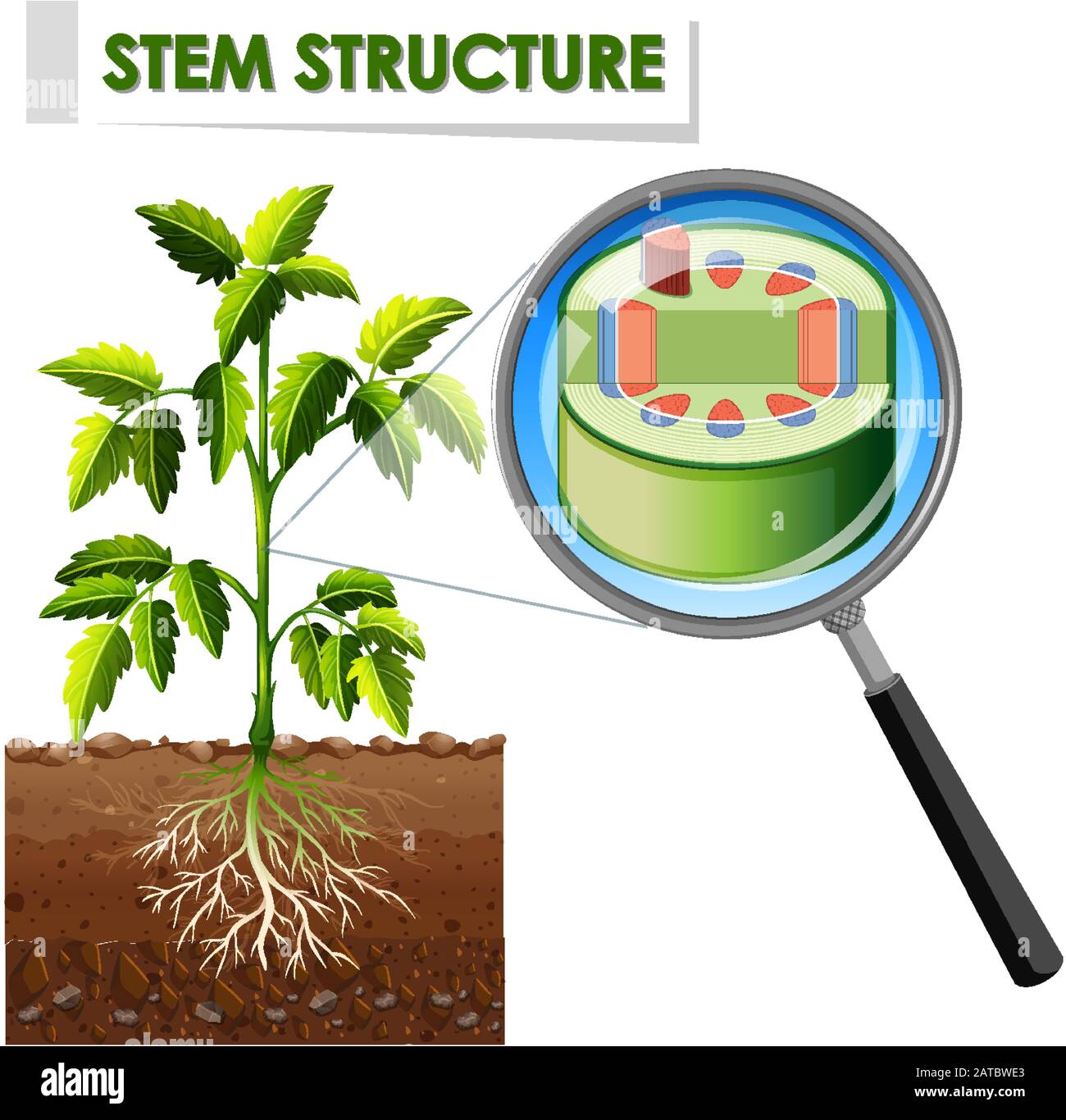 Diagram showing stem structure of a plant illustration Stock Vector ...