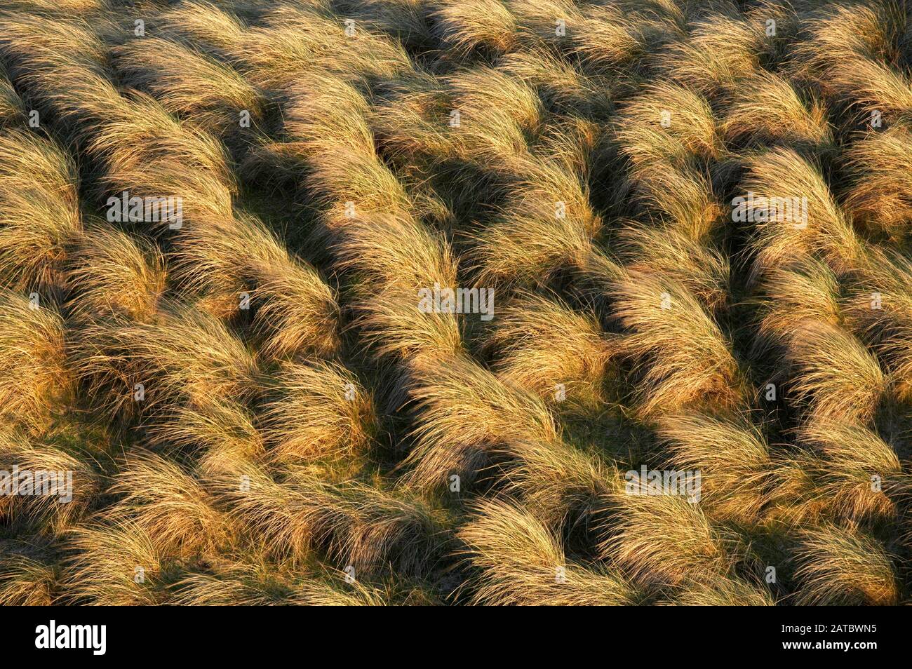 Marram Grass, Balnakeil Bay, Durness, Scotland Stock Photo