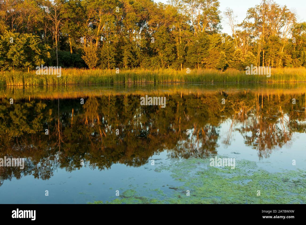 Cattails pond hires stock photography and images Alamy