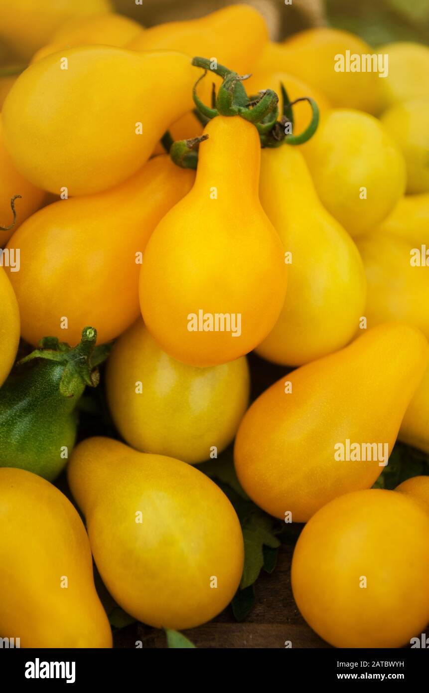 Organic yellow  pear tomato. Tomato called yellow drop. Natural organic healthy food tomato. Stock Photo