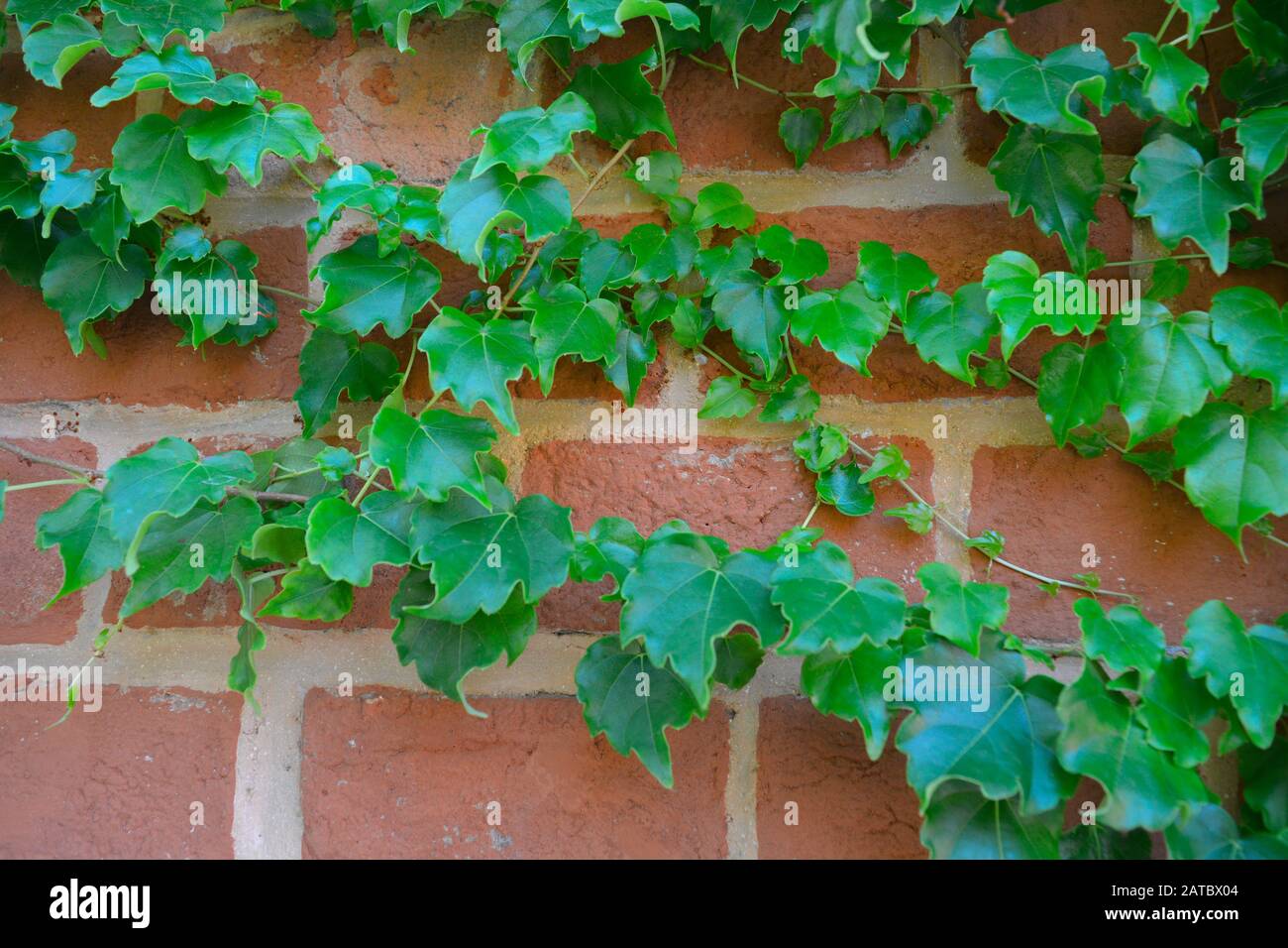 A green closeup of domestic ivy. Thriving Hedera helix growing abundant on a brick wall of a house. Beautiful natural and botanical background. Stock Photo