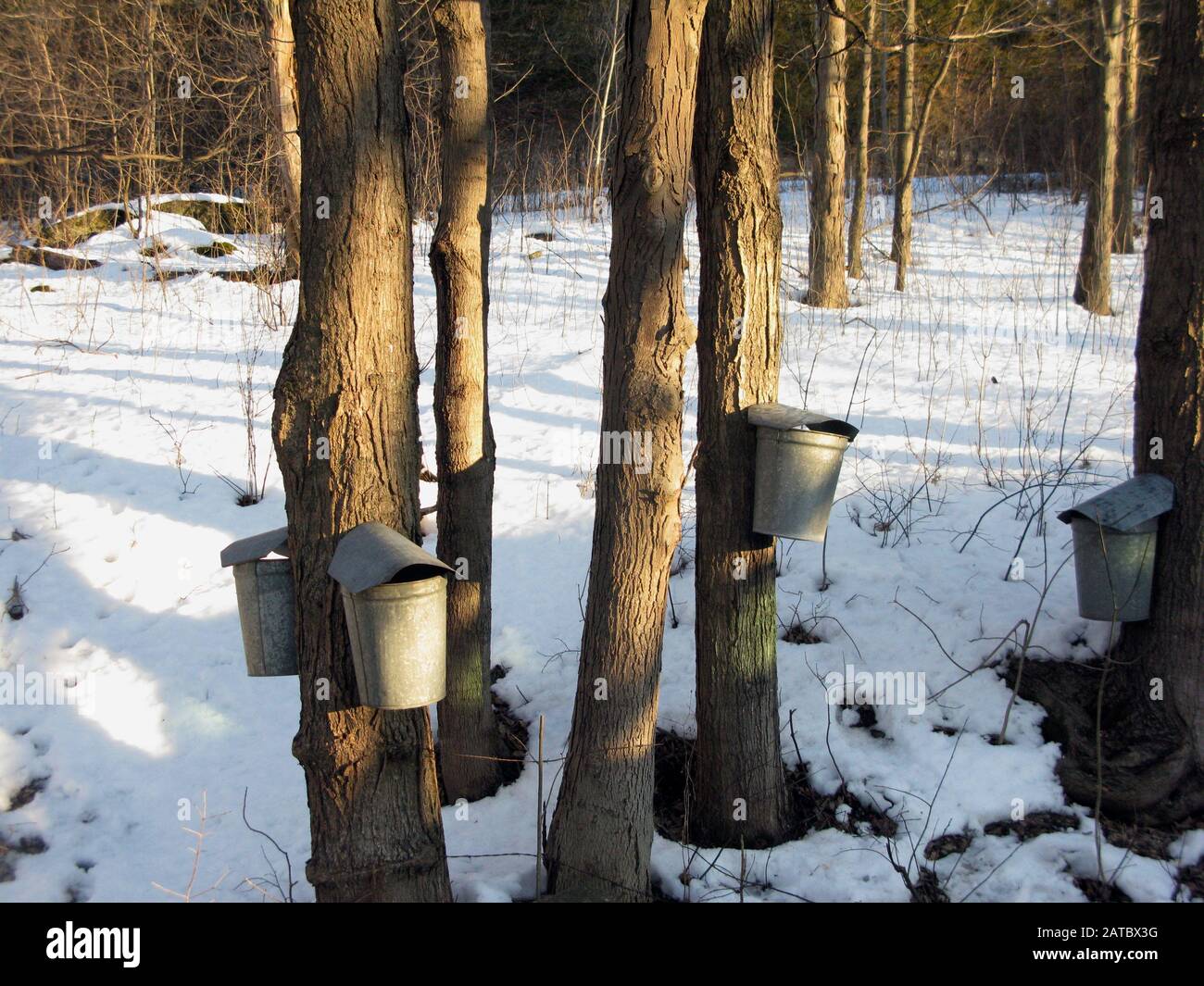 Maple sap being collected in galvanize steel buckets from sugar maple trees in the spring in southern Vermont Stock Photo