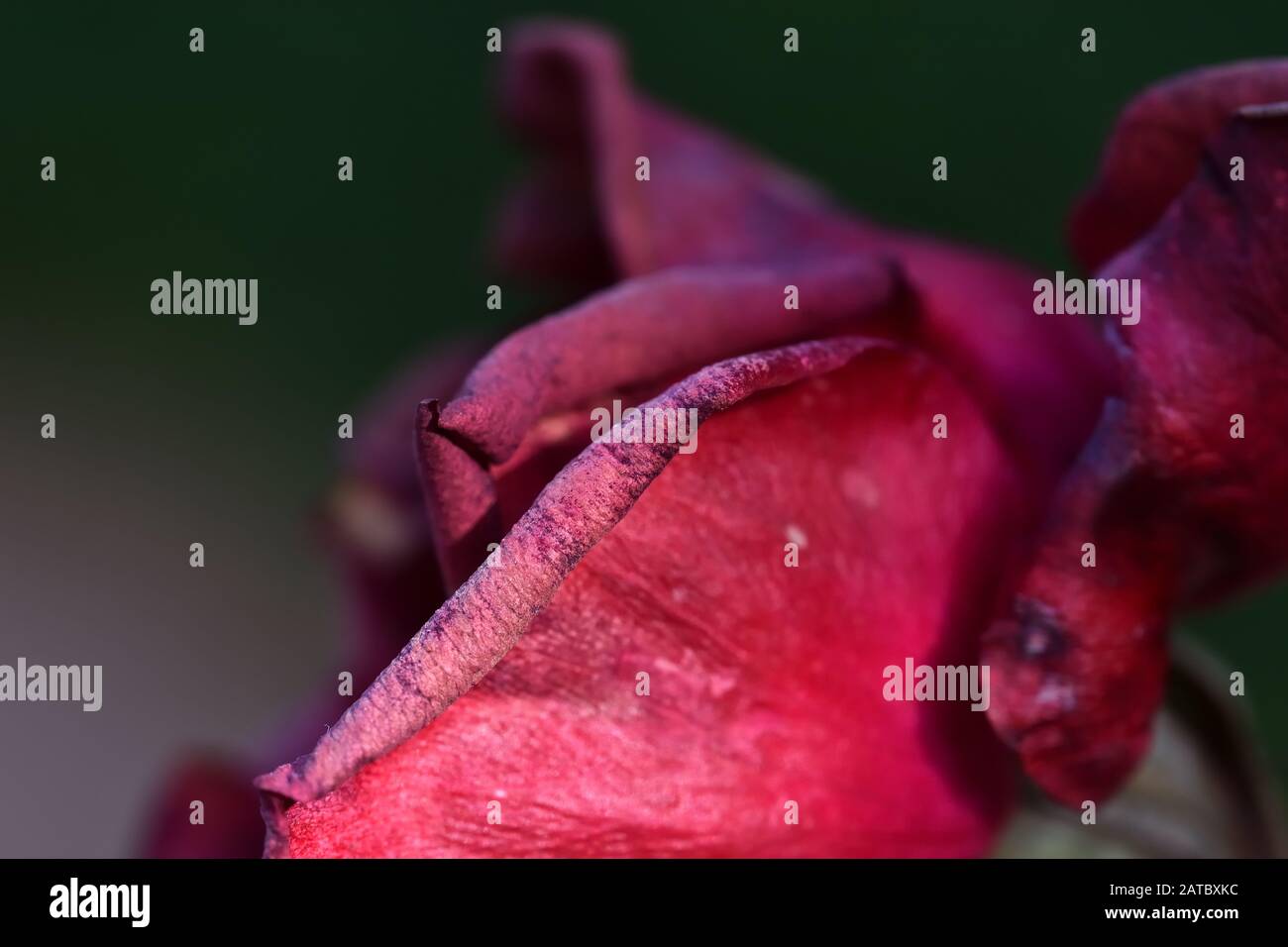 Texture beauty of red rose petals already beginning to wilt Stock Photo