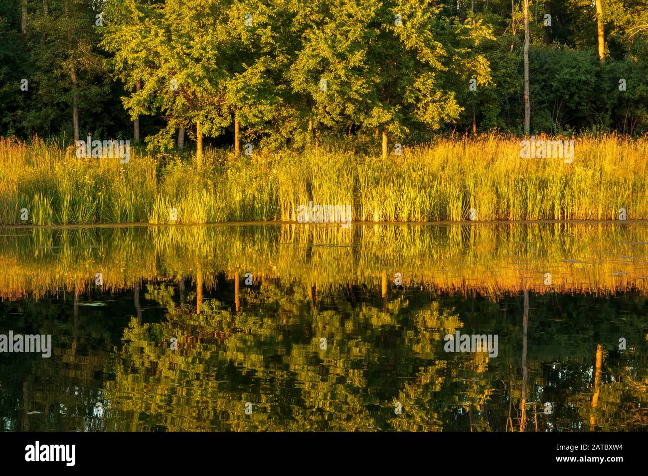 Cattails At Sunset High Resolution Stock Photography and Images Alamy
