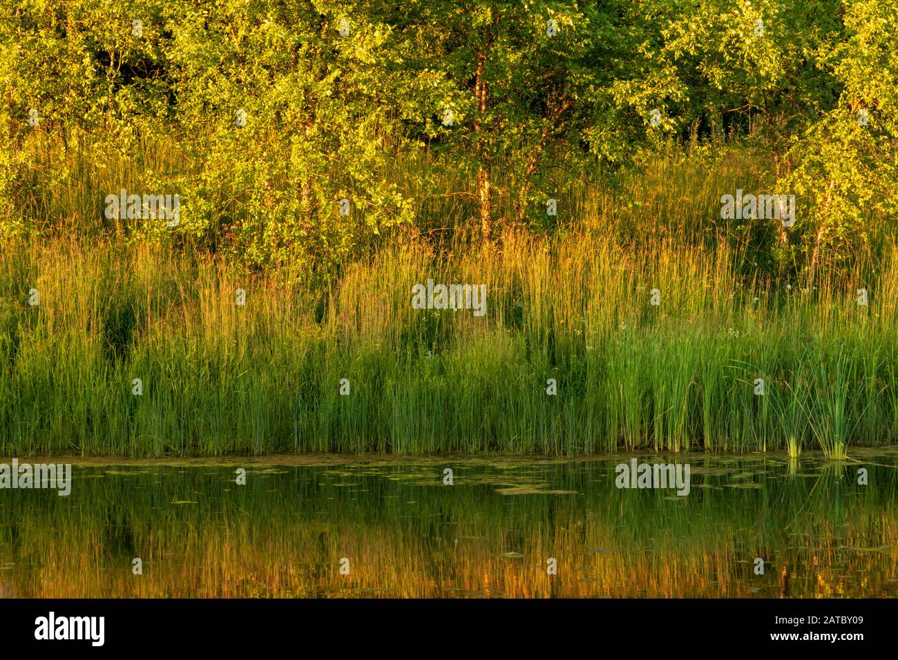 Sunset Reflection of Cattails in Pond at Elm Grove Village Park Stock Photo