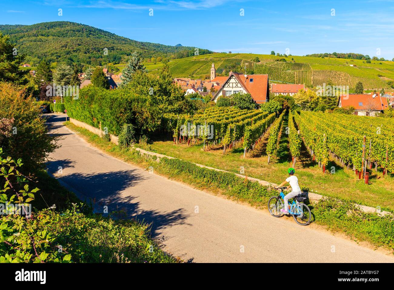 Young woman cyclist on road along vineyards near Riquewihr village, Alsace Wine Route, France Stock Photo