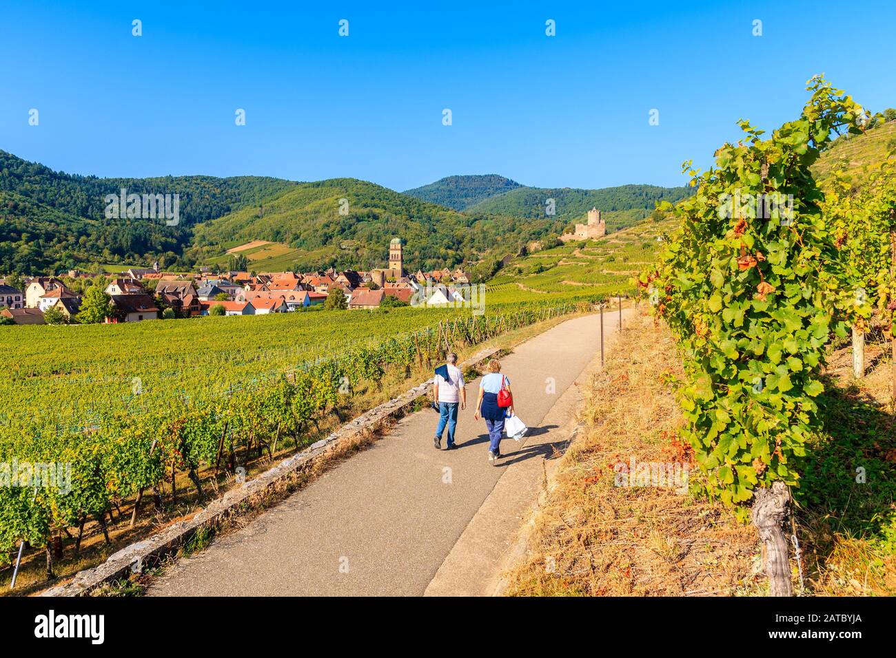 Couple of unidentified people walking among green vineyards to Kaysersberg medieval village on Alsatian Wine Route, France Stock Photo