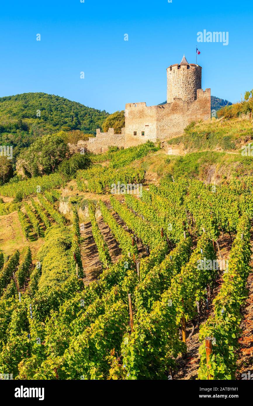 Medieval castle on hills among vineyards in Kaysersberg village on Alsatian Wine Route, France Stock Photo