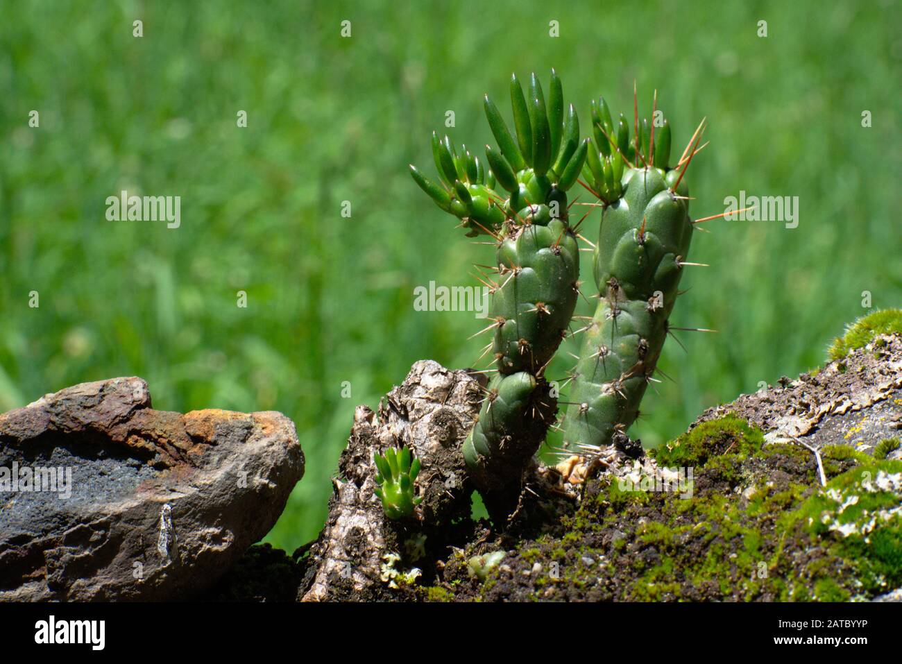 green Eves Needle cactus closeup in Huascarán National Park Peru Stock Photo