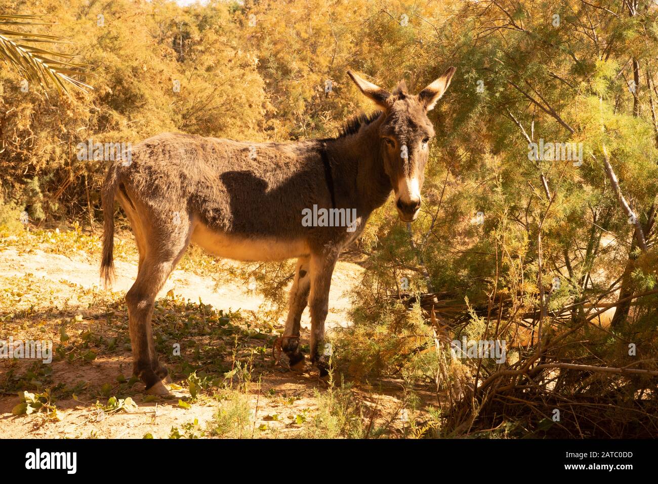 a donkey in the oasis of Tinghmert in morocco Stock Photo