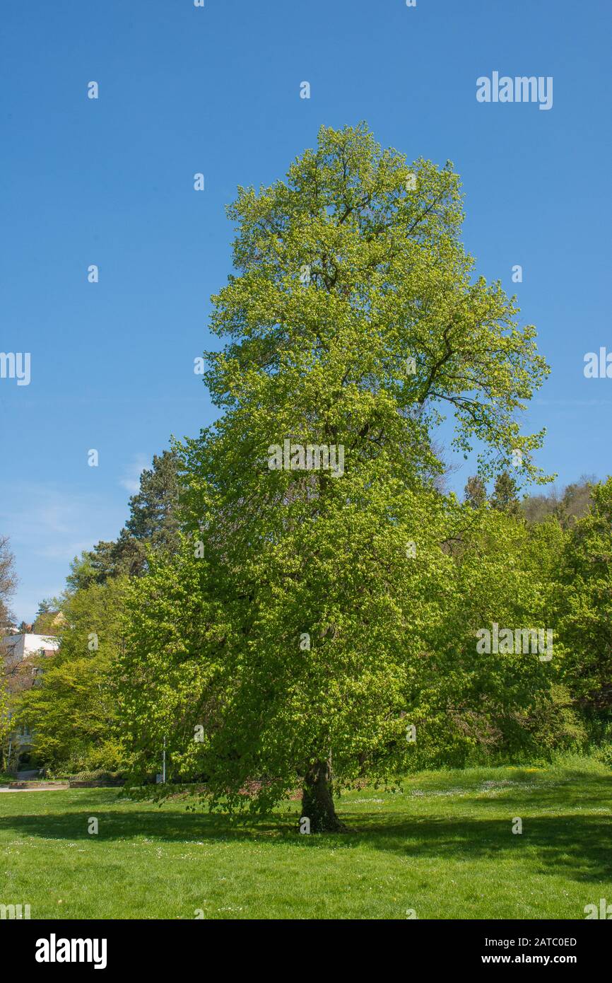 Baum im Stadtpark Schwäbisch Hall • Baden-Württemberg, Deutschland Stock Photo