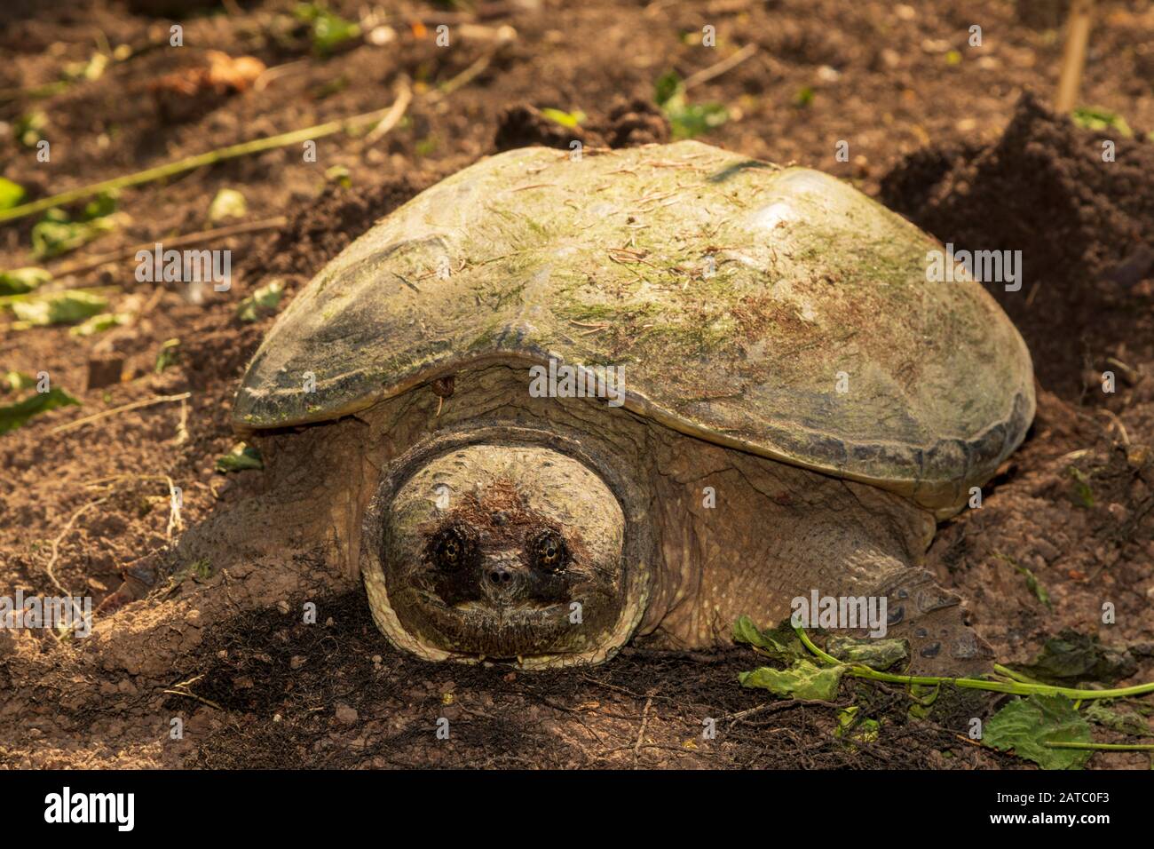 Female Snapping Turtle Laying Her Eggs in a Garden During Fall Stock Photo