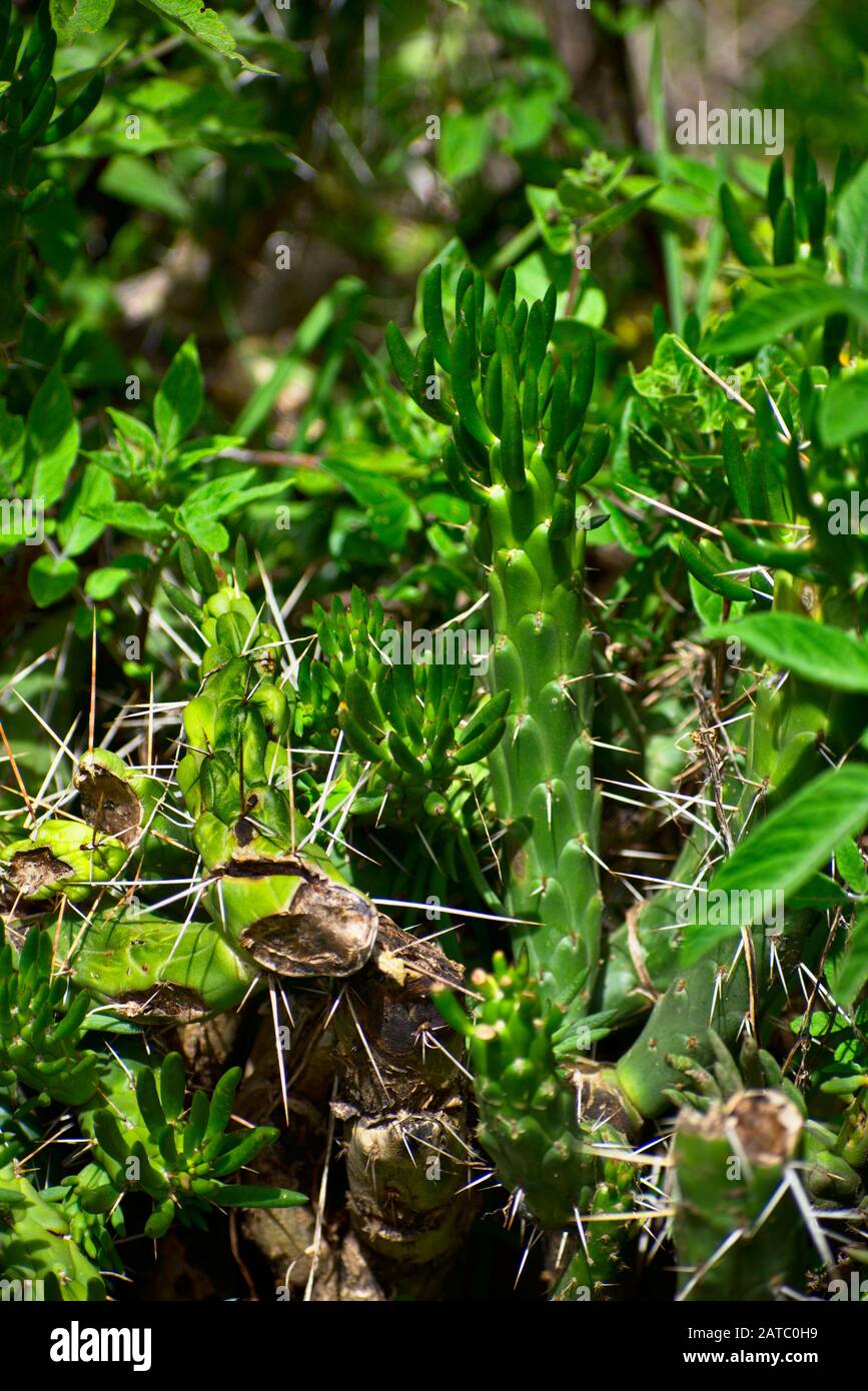 green Eves Needle cactus green background in Huascarán National Park Peru Stock Photo