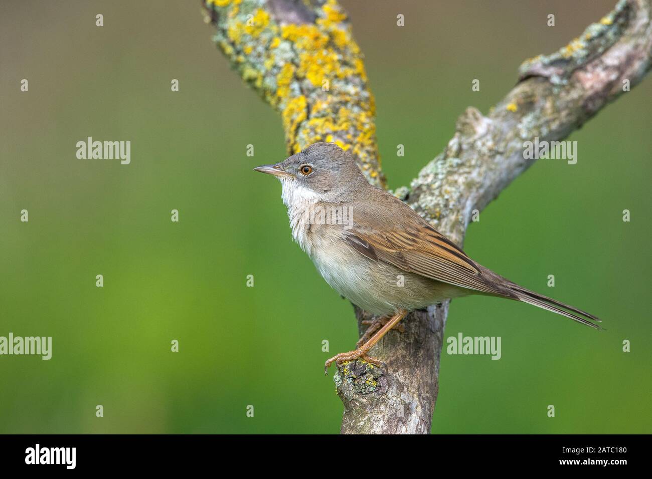 Dorngrasmucke hi-res stock photography and images - Alamy