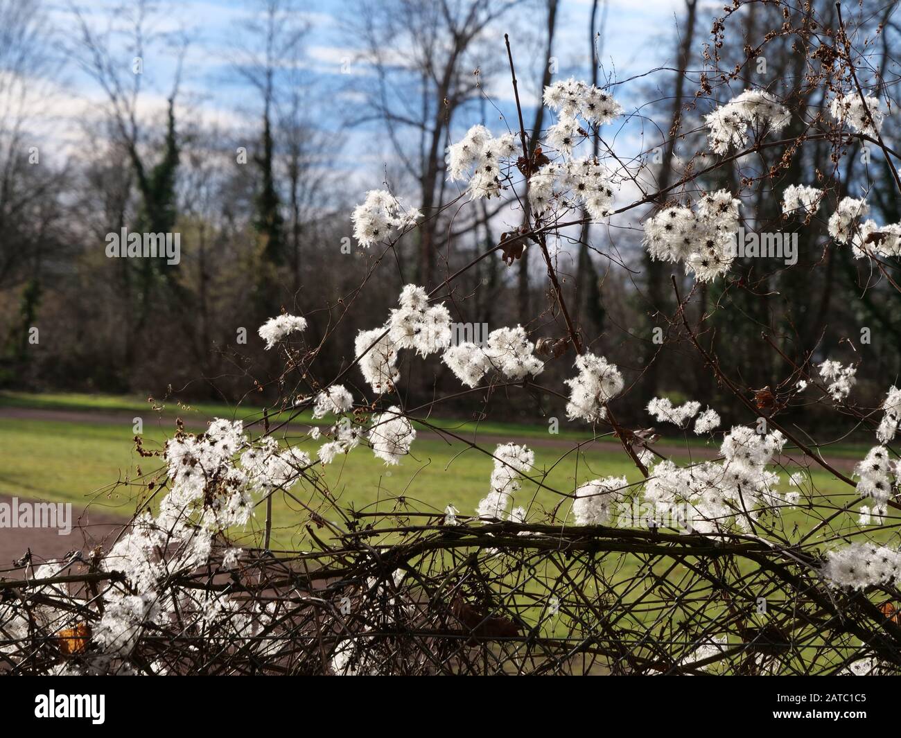 branch of blossoms Clematis Vitalba in bright winter sun Stock Photo