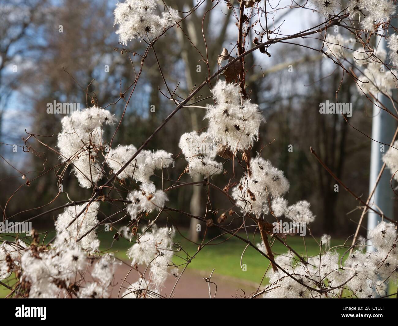 branch of blossoms Clematis Vitalba in bright winter sun Stock Photo