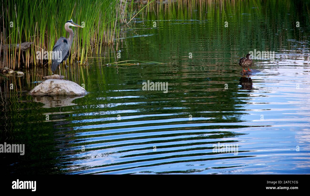 Grey heron standing on the pond looking for food Stock Photo