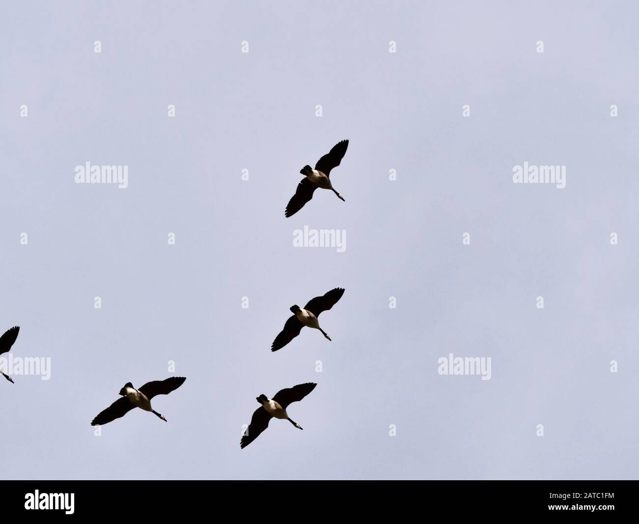 flock of geese flying in formation under grey sky Stock Photo