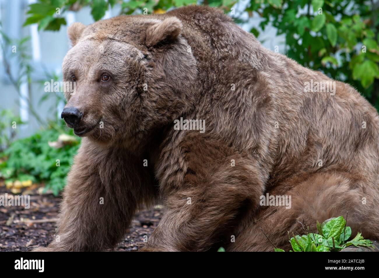 European brown bear (Ursus arctos) kept in the grounds of the Markische Museum Stock Photo