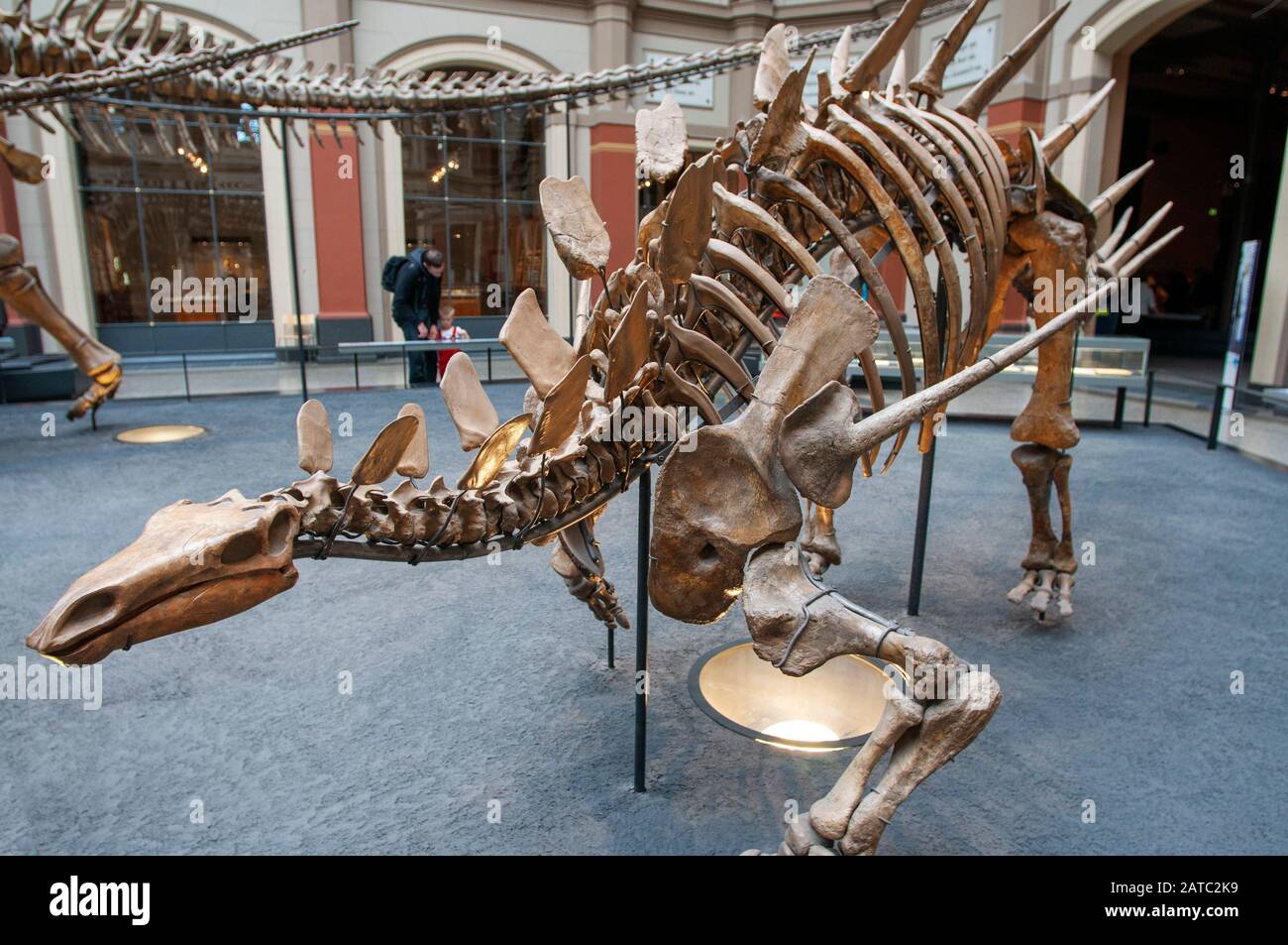 Natural History Museum Berlin Interior Hi res Stock Photography And natural-history-museum-berlin-interior-hi-res-stock-photography-and