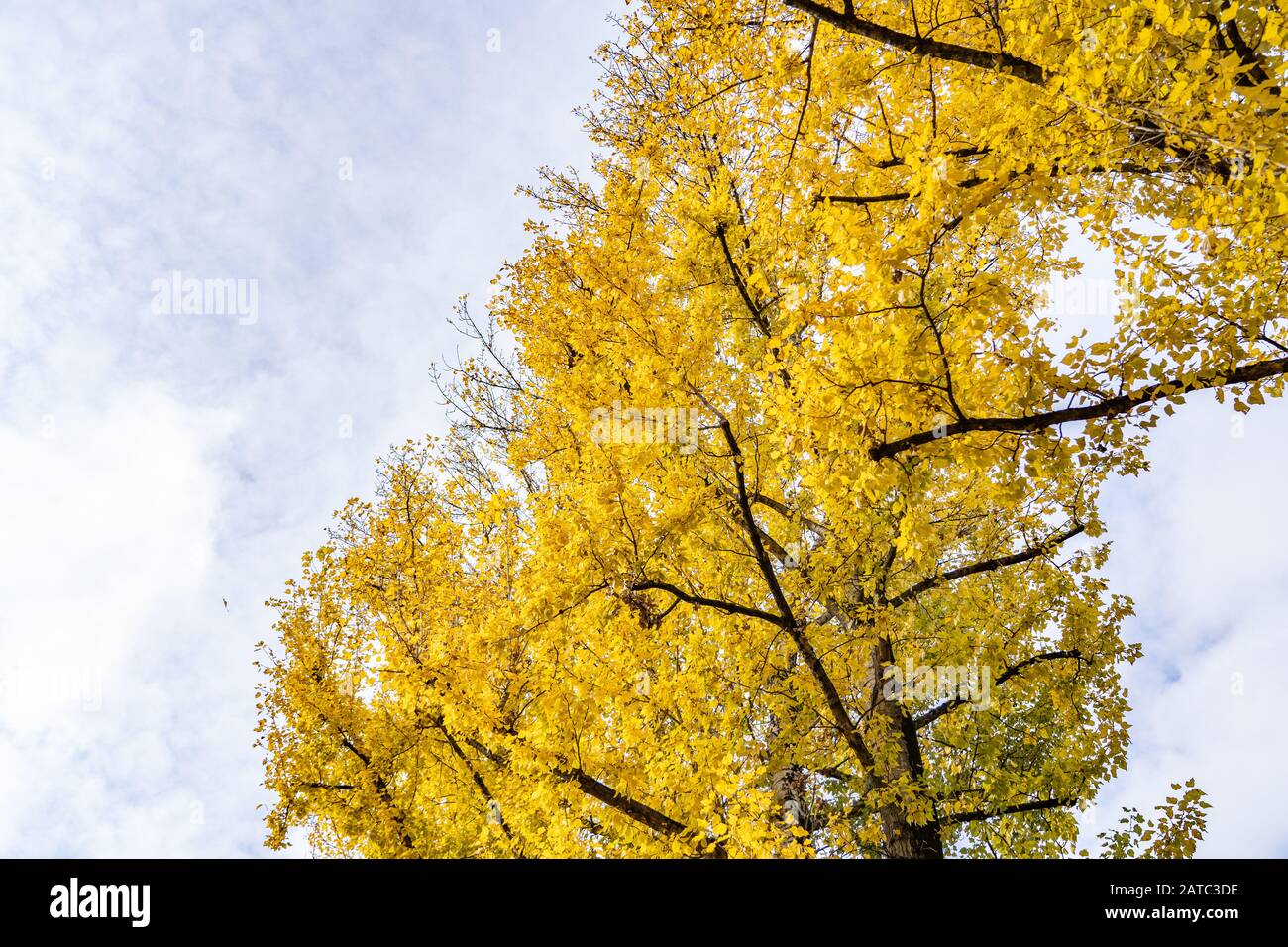 Towering poplar trees at tree farm in Berlin Germany during fall season, fall in Berlin Germany