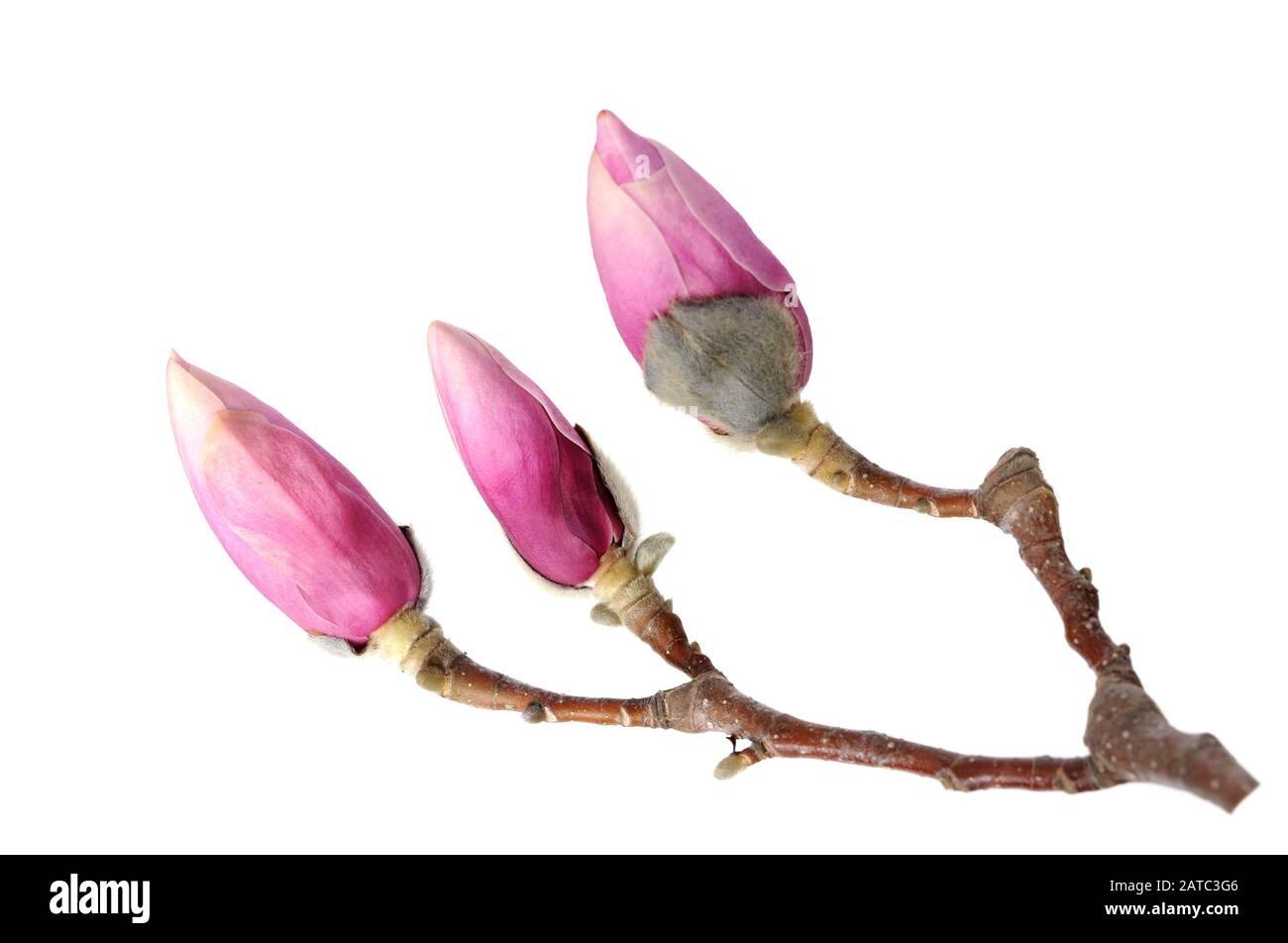 pink magnolia flower isolated on white background Stock Photo - Alamy
