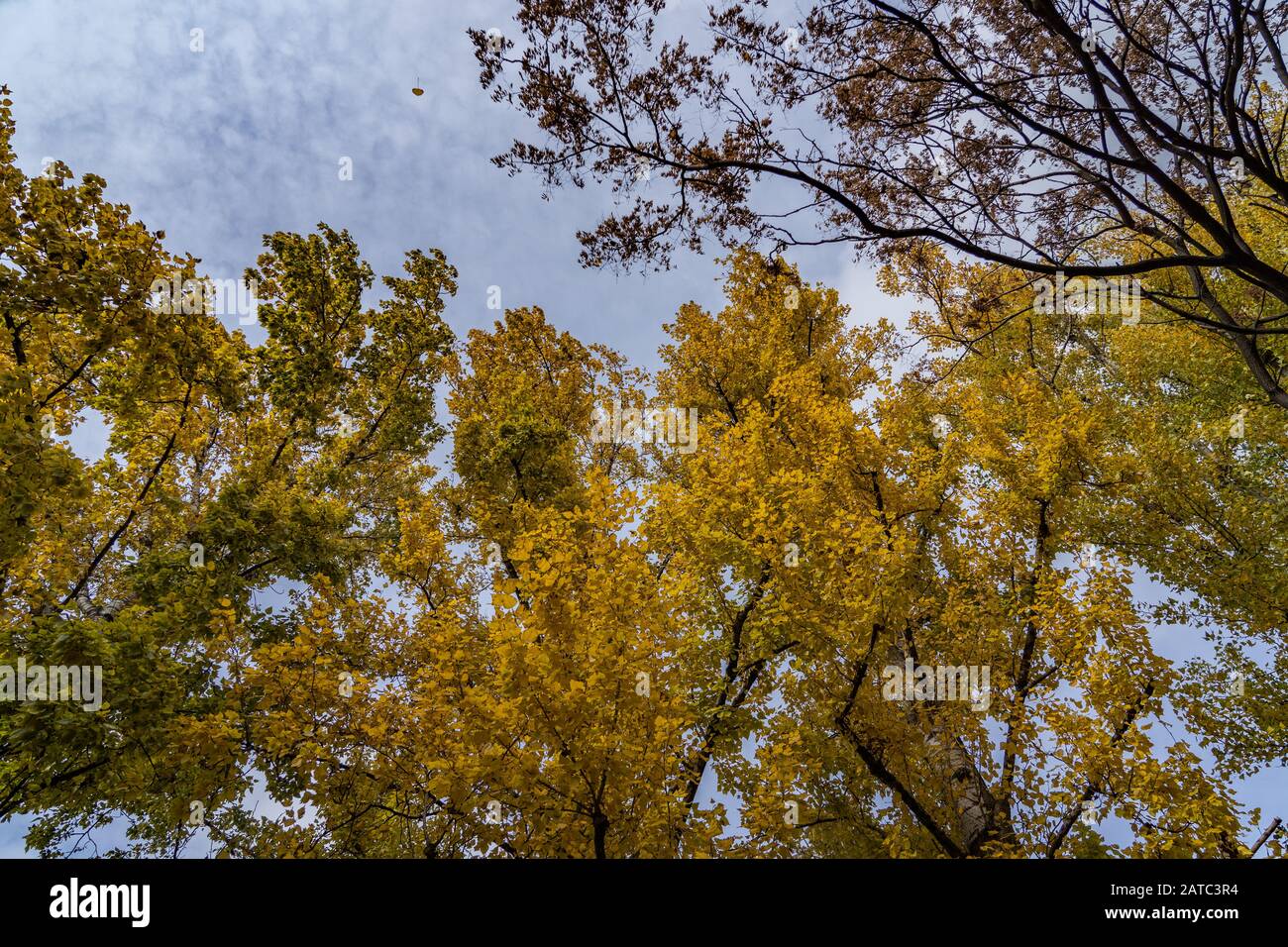 Towering poplar trees at tree farm in Berlin Germany during fall season, fall in Berlin Germany