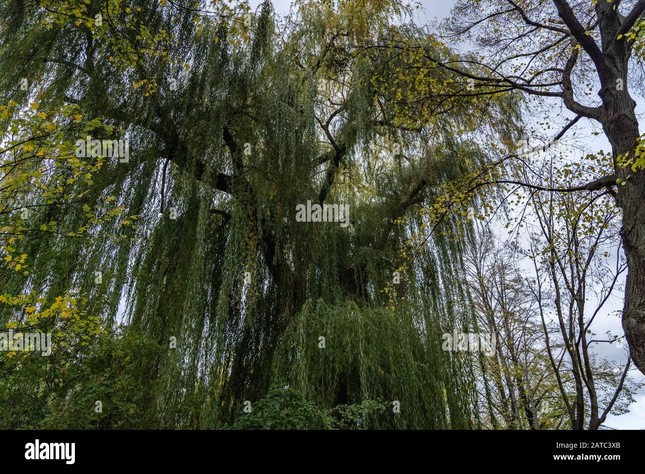Big tree, Is amazing, A beautiful nature, tree in the city of Berlin city jungle, nature in the big city, season in Berlin, autu Photo - Alamy
