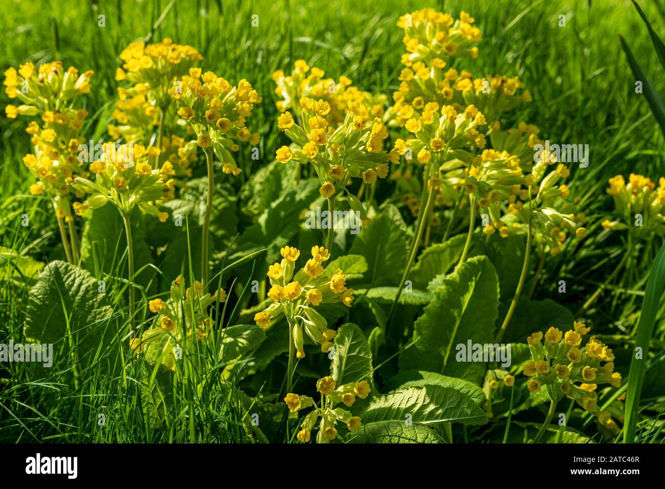 Primula veris, or cowslips, growing in grass in dappled spring sunlight, showing both yellow umbels and crinkly leaves Stock Photo