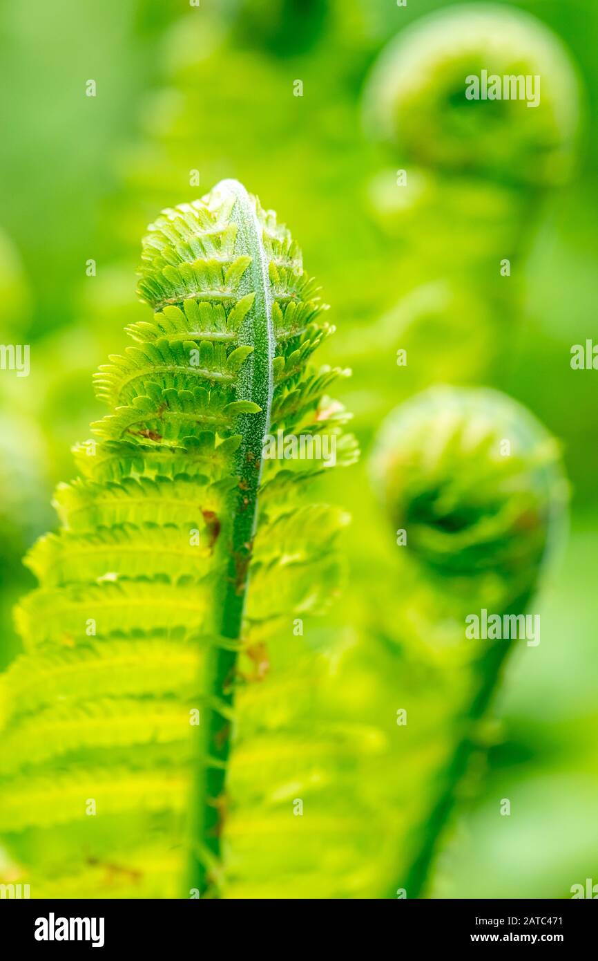 Close up of Shuttlecock fern, Matteuccia struthiopteris, unfurling in Spring with blurry images of curled fern fronds in background Stock Photo