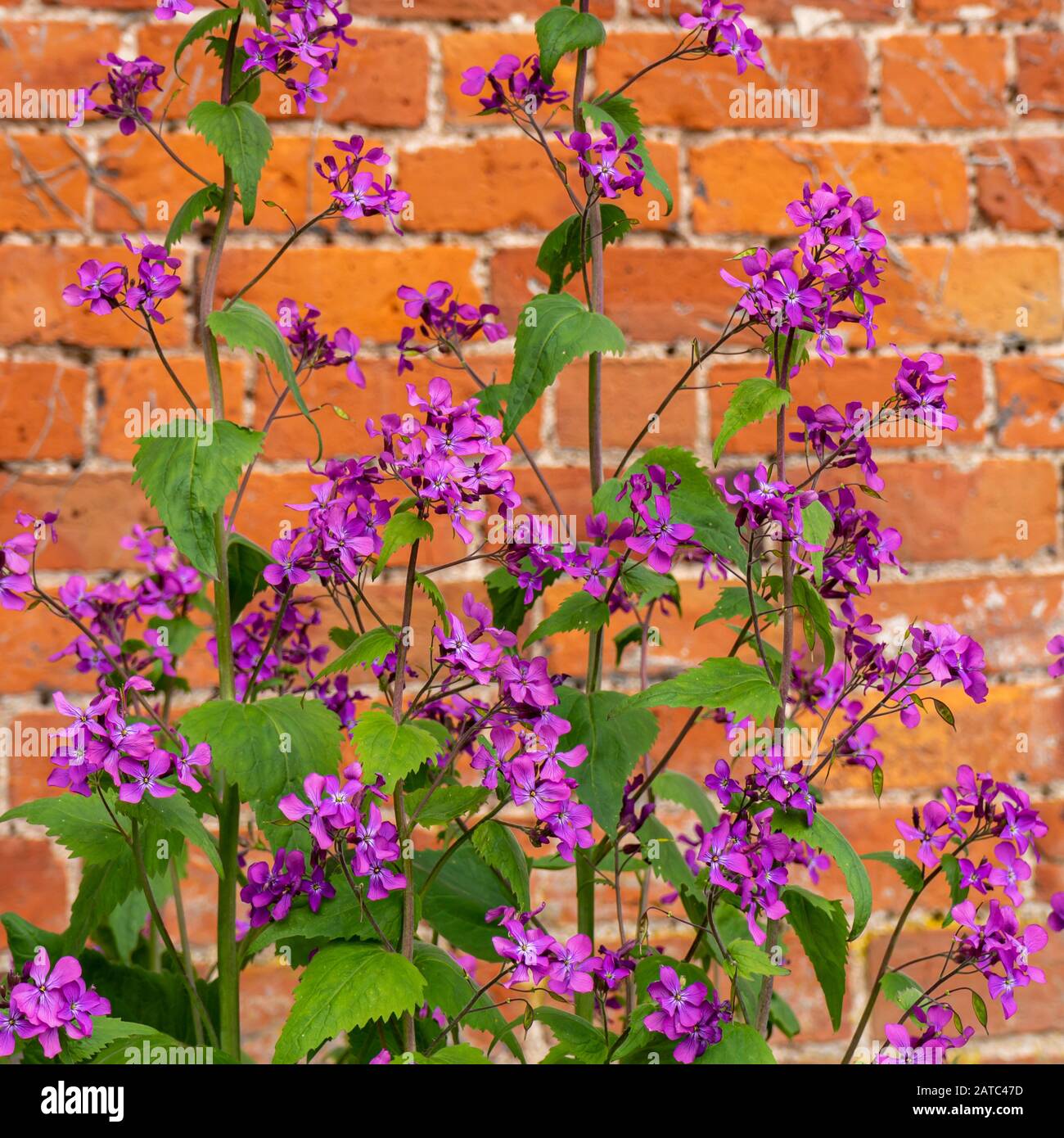 Purple Honesty, Lunaria annua, flowering in cottage garden with old brick wall in background Stock Photo