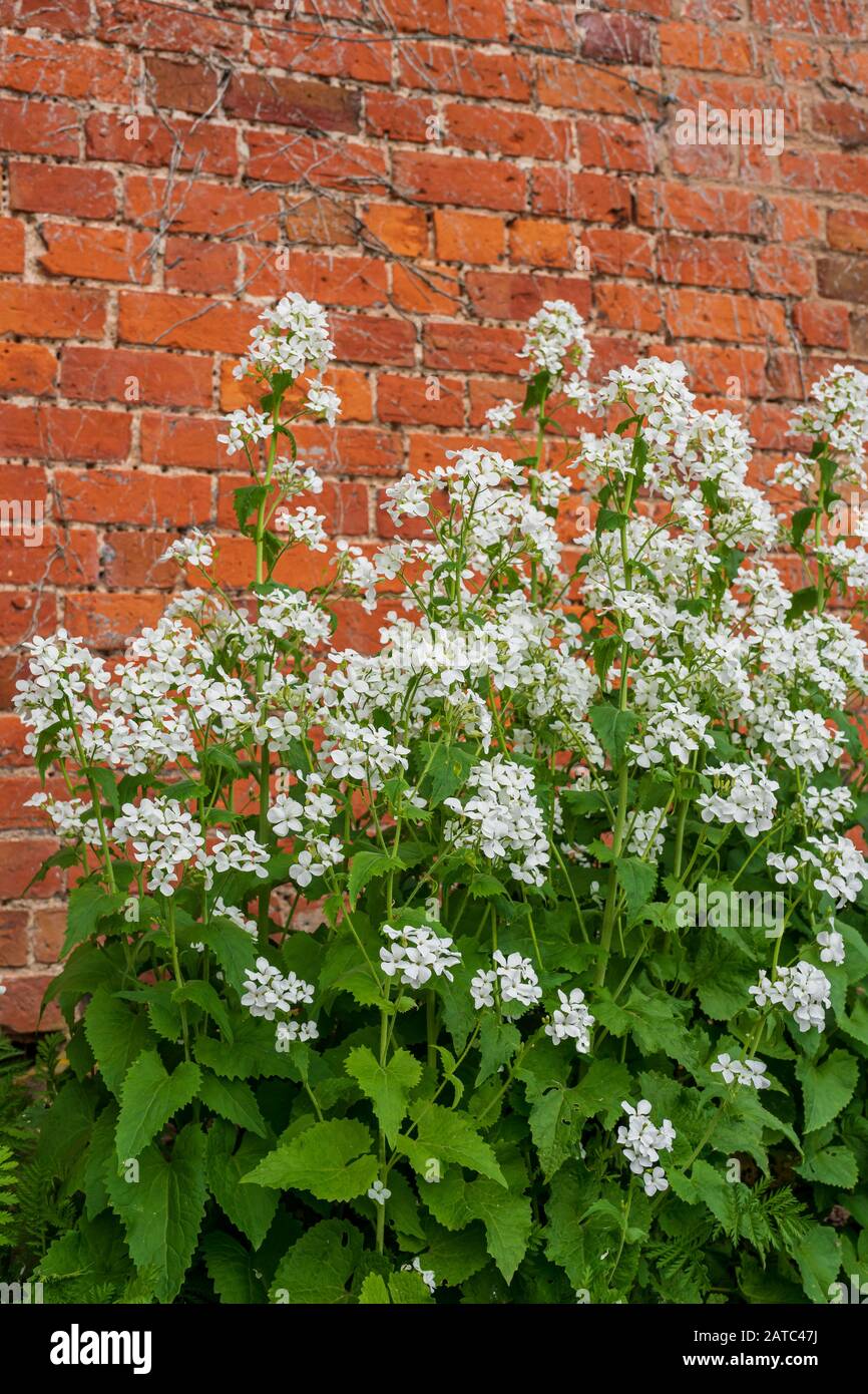 White Honesty, Lunaria annua, flowering in garden with old brick wall behind Stock Photo