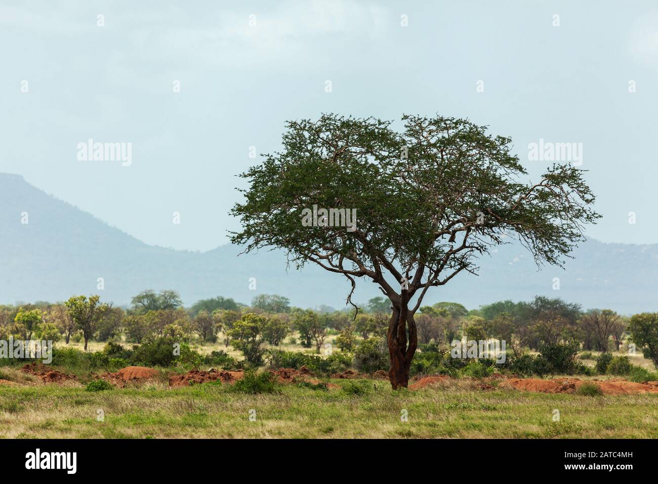 A lonely tree in dry grass, with a mountain hidden in mist in background (Tsavo East National Park, Kenya) Stock Photo