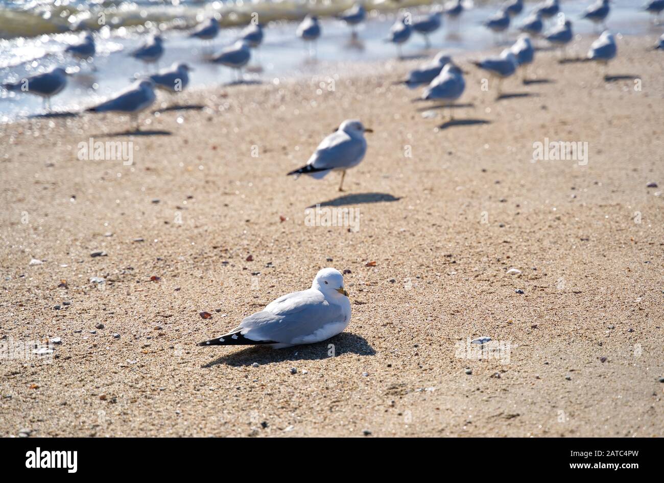 Lone seagull on beach lying on sand unlike the rest of the standing crowd. Stock Photo