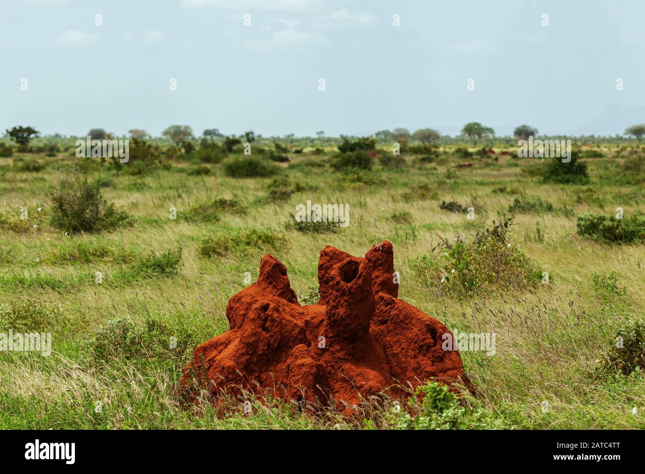 Red thermite mound in drying grass of the national park, on a bright day Stock Photo