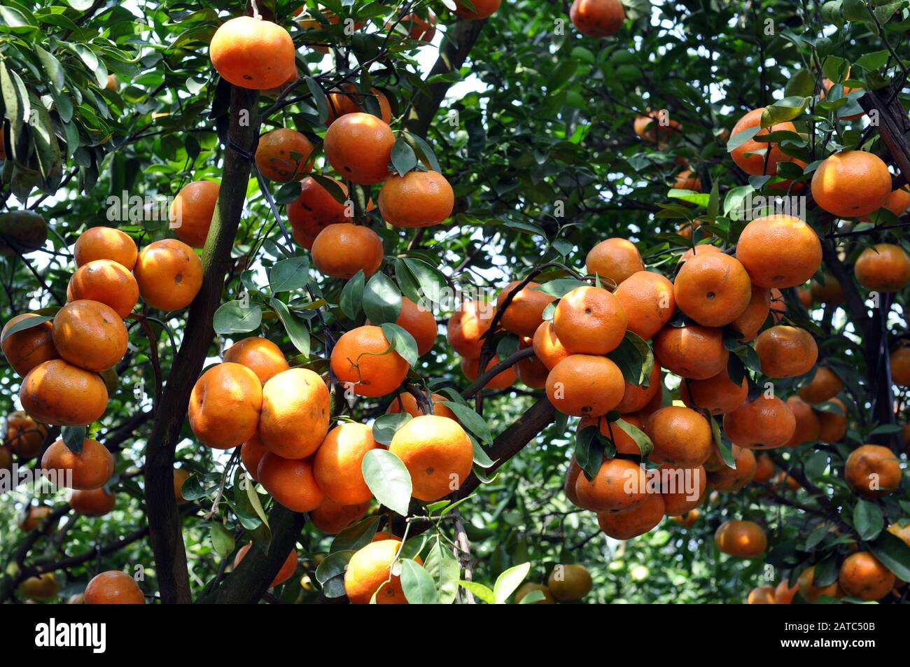 Tangerine Tree Ripe Ripe tangerines on trees on garden ready for harvesting Stock Photo - Alamy