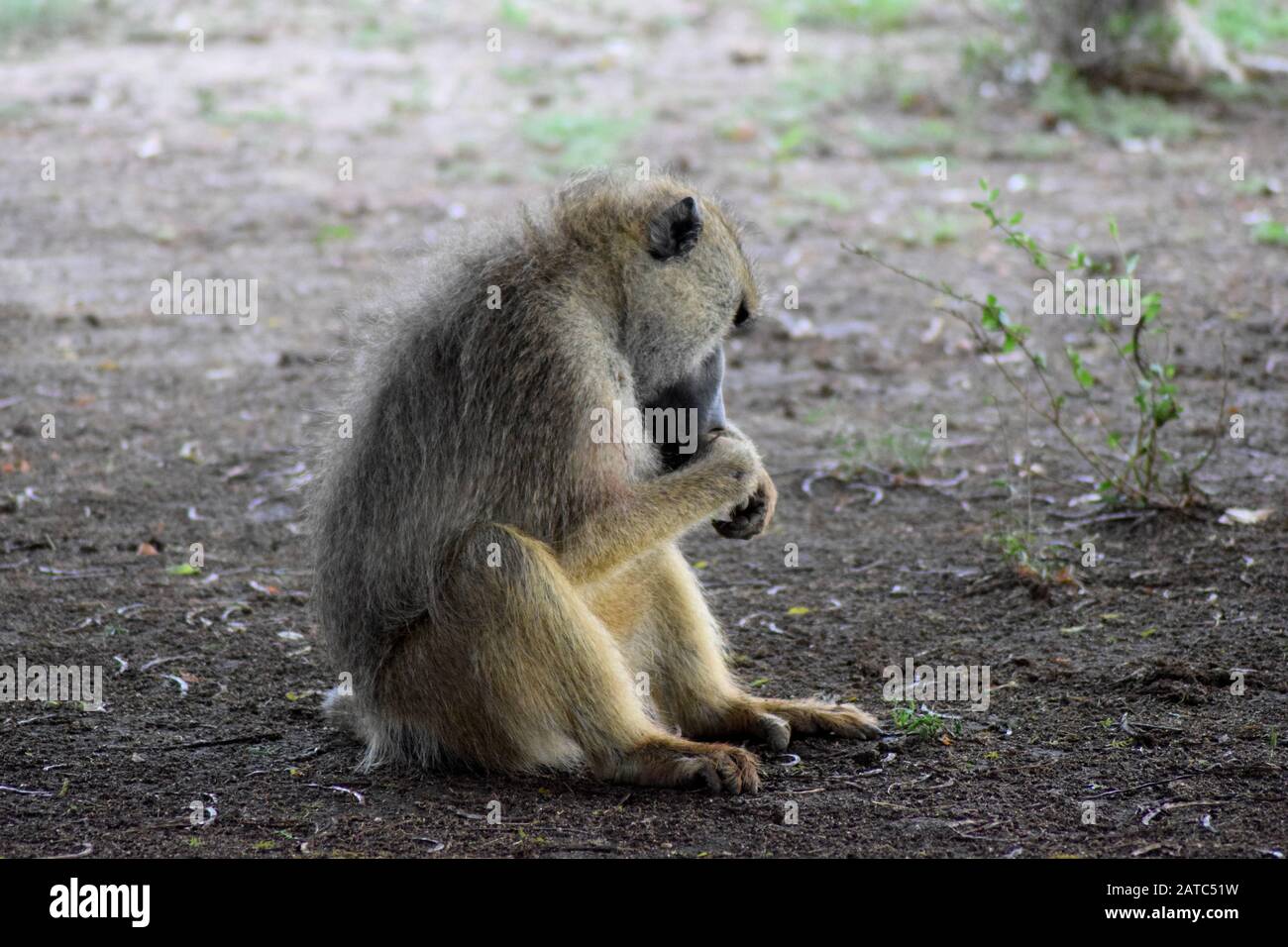 A young male baboon monkey feeding from the ground Stock Photo