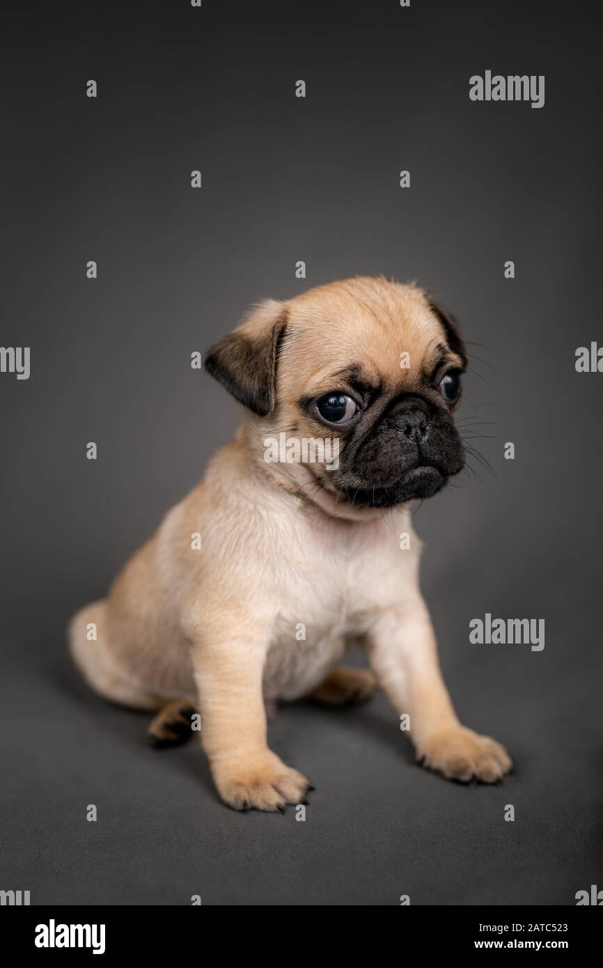 Cute Pug puppy dog sitting down looking at the camera Stock Photo - Alamy