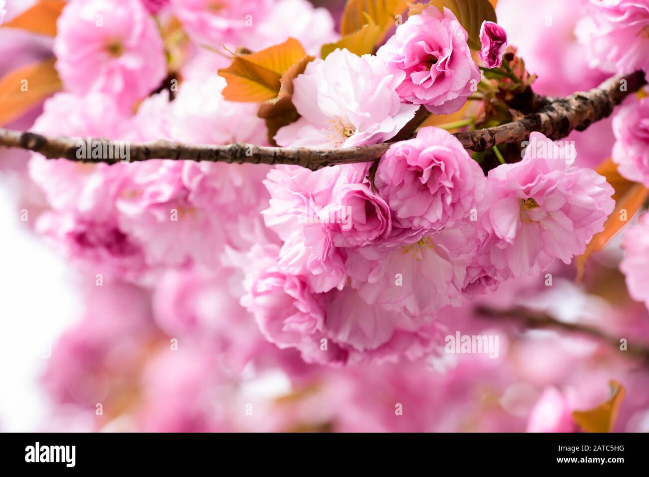 Aroma and fragrance. Spring season. Tenderness. Branch of sakura ...