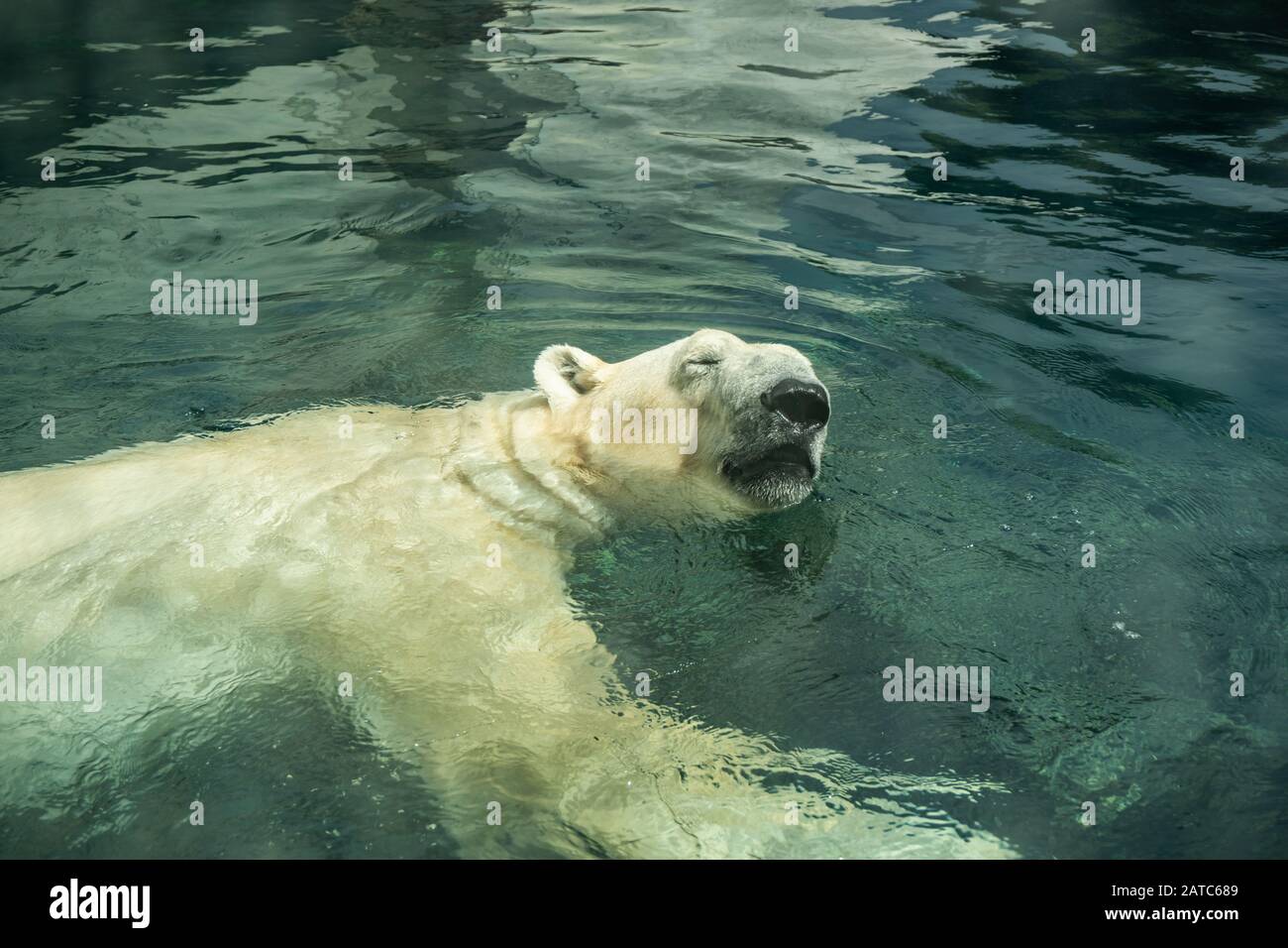 swimming ice bear in the zoo of Vienna Austria Stock Photo