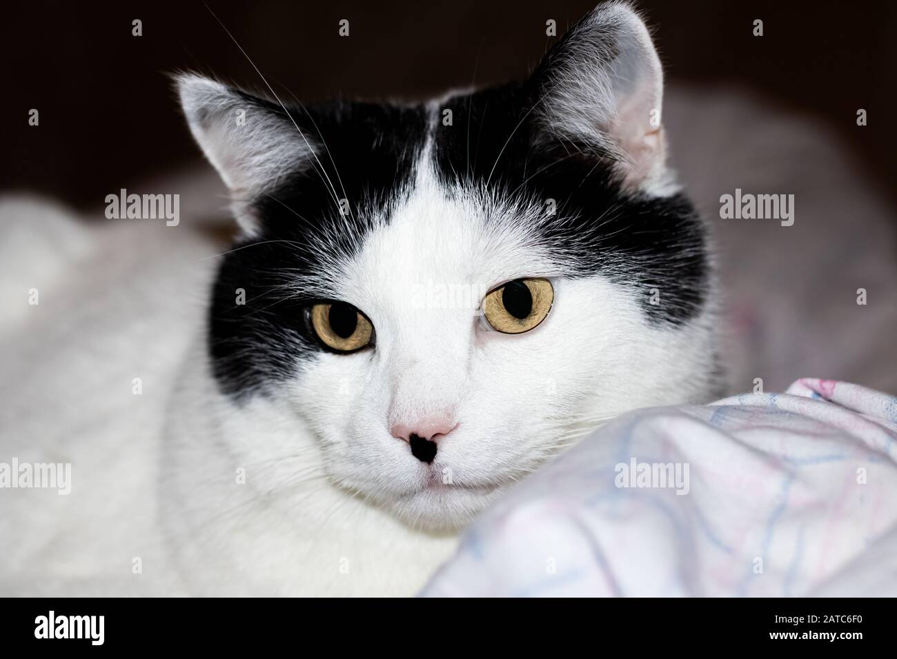White cat with black ears and yellow eyes Stock Photo Alamy
