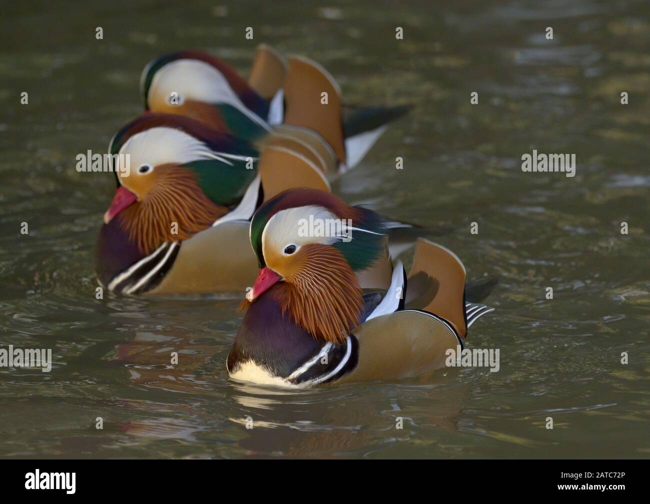 Mandarin Ducks, Aix galericulata, adult males swimming. Slimbridge WWT, Gloucestershire, UK Stock Photo